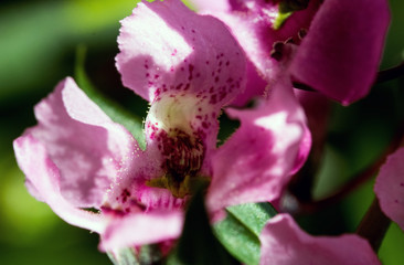 Luxurious elegant macro closeup of the orchid, buds petals of the flower.