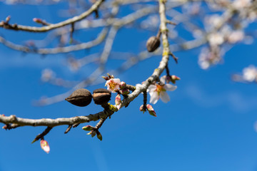 Beautiful flowers of five petals in white or pink tones, from which the fruits and their seeds will later emerge. They are the almonds of Mallorca.