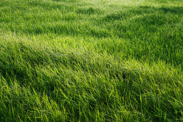 Sun shines on a field with grass in drops dew