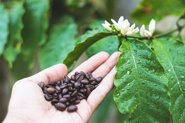 roasted coffee beans, can be used as a background
