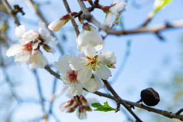 Beautiful flowers of five petals in white or pink tones, from which the fruits and their seeds will later emerge. They are the almonds of Mallorca.