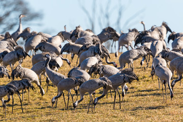 Flock of Cranes grazing on field