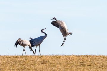 Jumping Crane in the spring against blue sky
