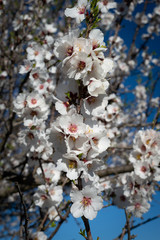 almond blossom against blue sky ,background.