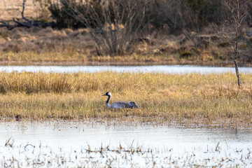 Crane nesting in the wetland