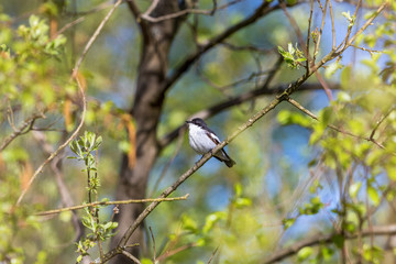 Pied flycatcher sitting on a branch in the tree