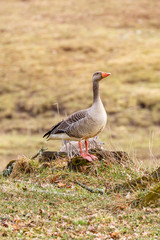 Alone Greylag goose standing on a tree stump in a meadow