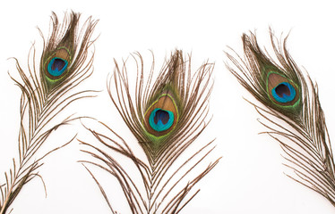 Obraz premium Peacock Feathers on a White Background