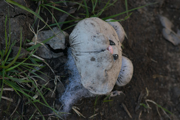 skull in grass