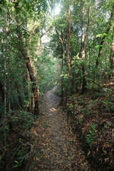 Obraz premium Pathway on Forest