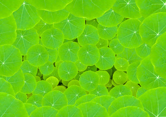 Green leaves background - The round shape