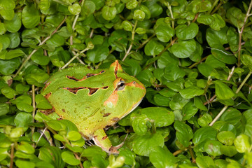 Normal coloration of a small pacman frog