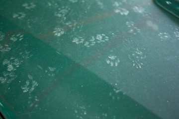 Cat's footprints on the car bonnet