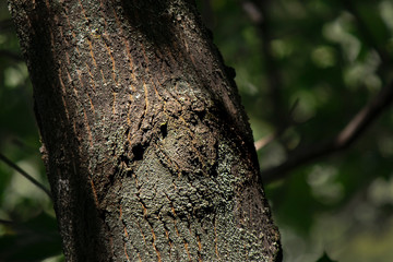 Fototapeta premium Eye of the forest