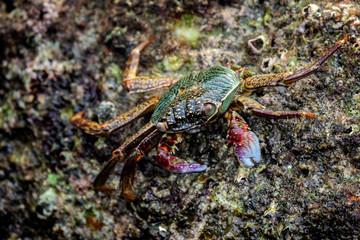 crab on the beach