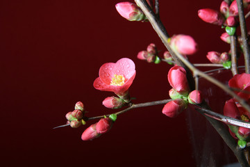 Arriva la primavera: fiori di pesco appena sbocciati in vaso trasparente su fondo rosso, primo piano