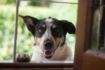 dog in front of the window