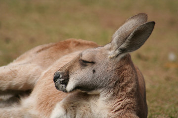 kangaroo in the grass