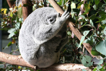 koala in tree