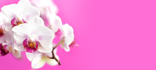 Fototapeta na wymiar Beautiful White with pink Phalaenopsis orchid flowers on bright pink background. Tropical flower, branch of orchid close up. Pink orchid background. Holiday, Women's Day, Flower Card flat lay