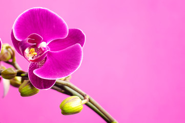 Beautiful purple Phalaenopsis orchid flowers on bright pink background. Tropical flower, branch of orchid close up. Pink orchid background. Holiday, Women's Day, March 8, Flower Card flat lay