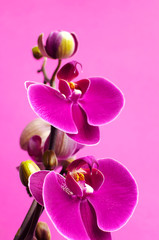 Beautiful purple Phalaenopsis orchid flowers on bright pink background. Tropical flower, branch of orchid close up. Pink orchid background. Holiday, Women's Day, March 8, Flower Card flat lay