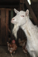 goat in a barn with chickens. Farm Pets. white goat with a long beard