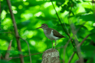sandpiper on a stump in the thicket