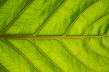 Closeup of bright green color of beautiful tropical leaf for texture, surface and natural background in the morning with warm sunlight shining