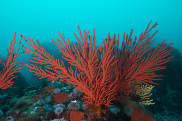Fototapeta na wymiar Palmate sea fan (Leptogoria palma) growing on the rock with some sea urchins around it.