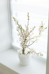 Branch of cherry blossom twig near the window