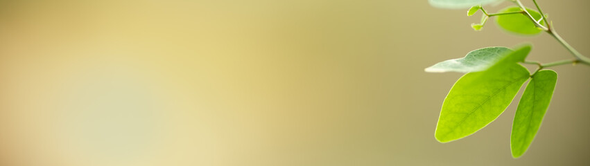 Close up of nature view green leaf on blurred greenery background under sunlight with bokeh and copy space using as background natural plants landscape, ecology cover concept.