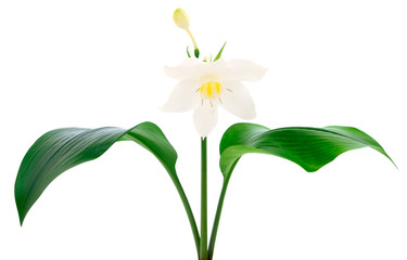 White flower with green leaves.