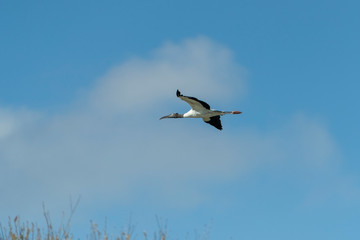 Wood Stork in a Florida Wetland