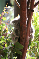 koala in tree
