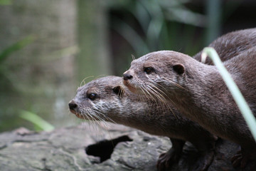 otter on the rock