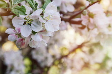 Flowering branch of apple tree, lit by a bright ray of spring sun. Spring flowering of fruit trees. Gardening