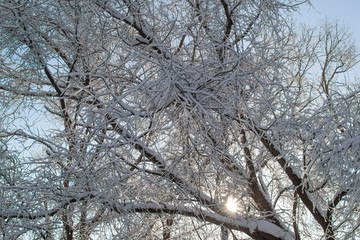 Tree branches in the snow against the blue sky on a Sunny day, with the sun shining through the branches