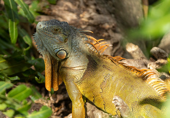 Adult Green Iguana in a Florida Wetland