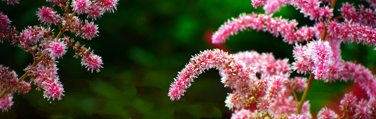 flowers in the garden