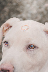 Perro con anillo de compromiso mascotas novios o parejas