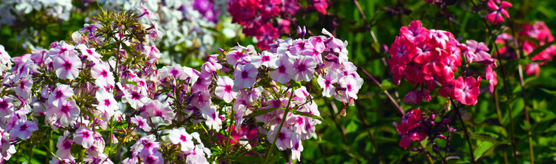 pink flowers in the garden