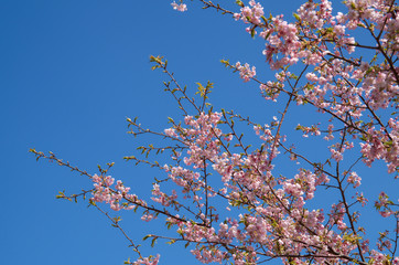 河津桜と青空
