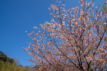 河津桜と青空