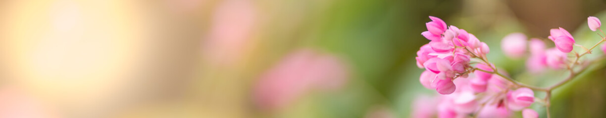 Fototapeta na wymiar Close up of nature view pink flower on blurred greenery background under sunlight with bokeh and copy space using as background natural plants landscape, ecology cover concept.