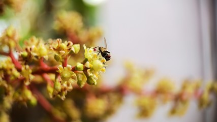 A fly sucking juice from mango flower