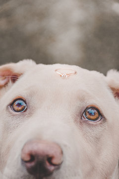 Perro con anillo de compromiso mascota de novios o parejas	
