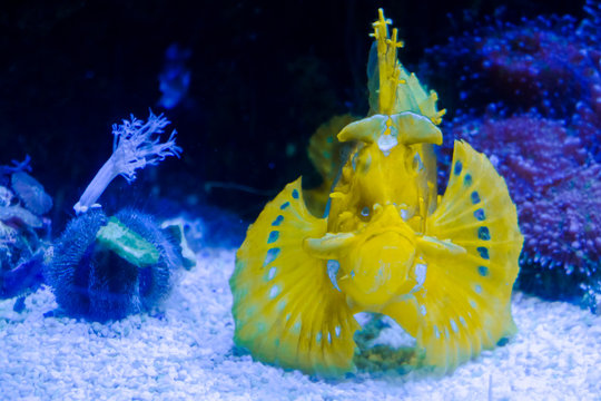 Twospot turkeyfish or ocellated lionfish in the water