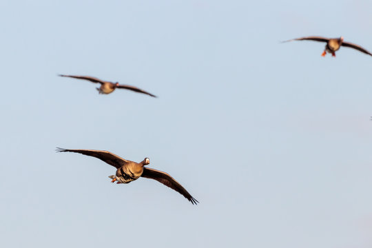 Wildg&auml;nse im Flug