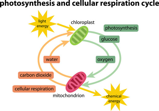 diagram of photosynthesis respiration cycle